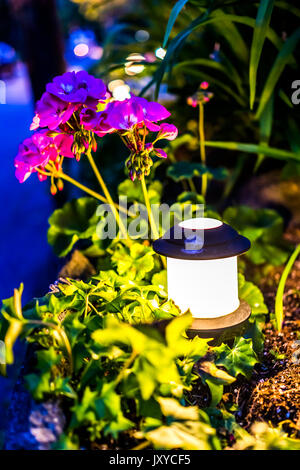 Accesa la lampada lanterna di notte da rosa geranio pelargonium fiori nel giardino Foto Stock