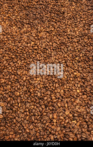 Chicchi di caffè tostati. Foto Stock