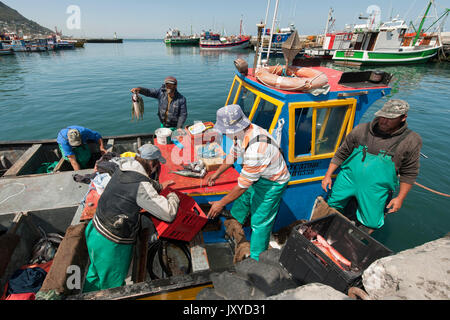 I pescatori off-caricando le loro catture in Kalk Bay Harbor, Cape Town, Sud Africa. Foto Stock