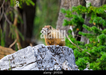 Una Marmotta di ventre giallo (Marmota flaviventris) pause sulla sommità di un masso di granito lungo il lago Cecret trail di Albion bacino, Alta, Utah. Foto Stock