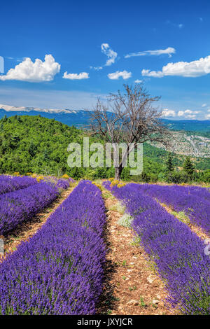 Campo di lavanda in Provenza, vicino alla città di Sault in Francia Foto Stock