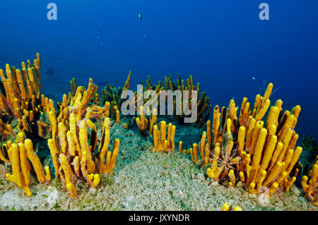 Tubo giallo spugne, Aplysina aerophoba, Gökova Bay Turchia Foto Stock