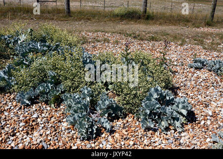 CRAMBE MARITIMA. Cavolo riccio di mare nelle sementi. Foto Stock