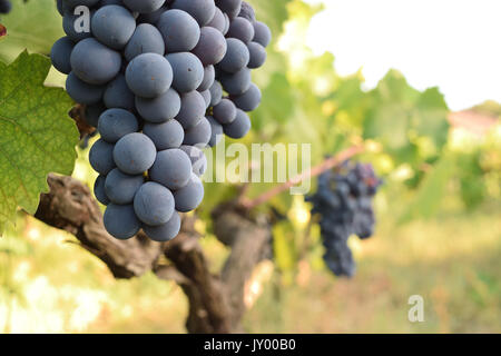 Grappolo di uva matura ancora sulla vite Foto Stock