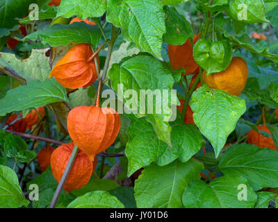 Le lanterne cinesi Physalis alkekengi Foto Stock