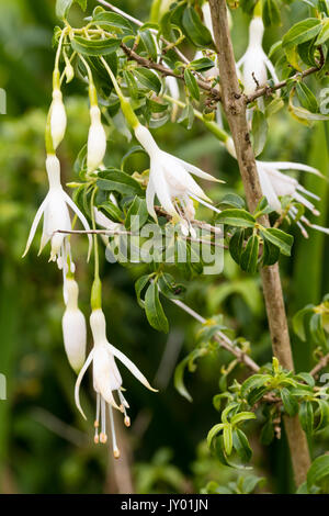 Punta verde fiori bianchi di hardy fuchia arbusto, Fuchsia magellanica 'Hawkshead' Foto Stock