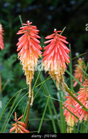 I picchi di fiori del compatto di colore rosso e arancione fioritura estiva torch lily, Kniphofia 'Papaia ghiaccioli' Foto Stock