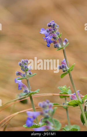 Fiori blu su brevi picchi di fiori di compact dwarf nepitella, Nepeta racemosa 'Little Titch' Foto Stock