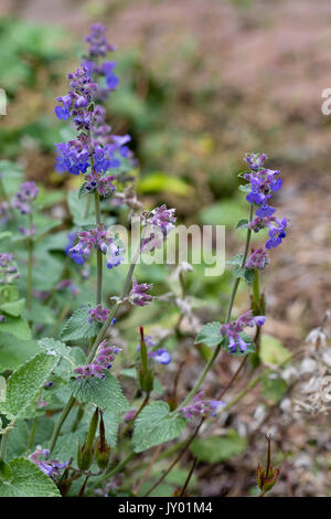 Fiori blu su brevi picchi di fiori di compact dwarf nepitella, Nepeta racemosa 'Little Titch' Foto Stock
