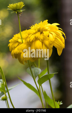 Doppio giallo dei fiori di fine estate a fioritura autunnale, perenni Rudbeckia laciniata Goldquelle "" Foto Stock