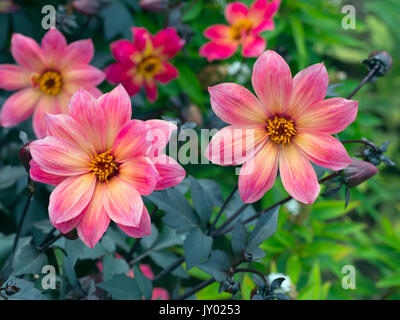 Dahlia 'Twyning Revel dell' nel bordo del giardino Foto Stock