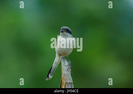 Bay-backed Shrike Bird (Lanius vittatus) appollaiate su un ramo Foto Stock