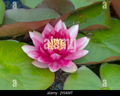 Acqua di rosa lily Nymphaea "René Gérard' Foto Stock