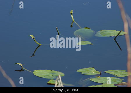 Green ninfee proteso verso il sole dal morbido acque di stagno. Foto Stock