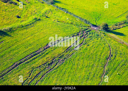 Pecore le vie attraverso un rigoglioso campo visto dal di sopra dalla gamma Clwydian che domina la valle di Clwyd, Denbighshire, Wales, Regno Unito Foto Stock