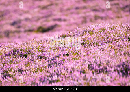 Un tappeto pieno di fioritura viola heather sul foothill pendii di Moel Famau nella gamma Clwydian hills in Estate, Wales, Regno Unito Foto Stock