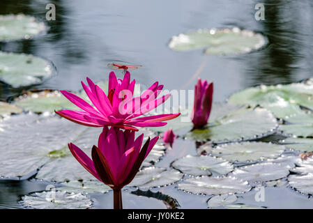 Tre waterlilies in vari stadi di fioritura; ecosistema di vita a un laghetto Foto Stock