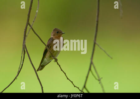 Southern alato ruvida Swallow, Stelgidopteryx ruficollis, Panama, America Centrale, Gamboa Riserva, Parque Nacional Soberania, appollaiato sul ramo di piccole dimensioni Foto Stock