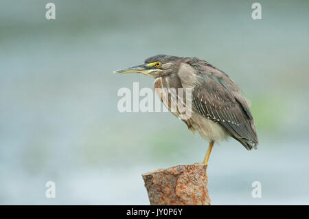 Green Heron, Butorides virescens, Panama, America Centrale, Gamboa Riserva, Parque Nacional Soberania, appollaiato sul posto a lato del lago, giovani, bambini Foto Stock