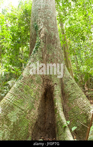 Butress Tree e le grandi radici, Panama, America Centrale, Barro Colorado Island Foto Stock