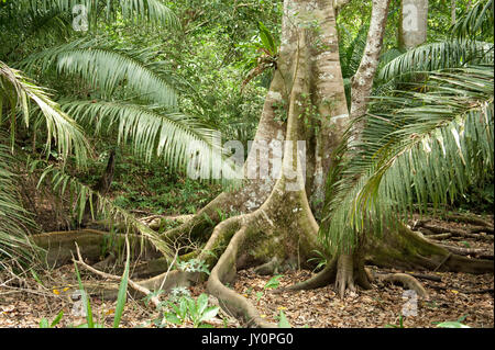 Butress Tree e le grandi radici, Panama, America Centrale, Gamboa Riserva, Parque Nacional Soberania, nella radura della foresta pluviale Foto Stock