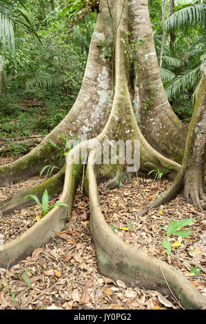 Butress Tree e le grandi radici, Panama, America Centrale, Gamboa Riserva, Parque Nacional Soberania, nella radura della foresta pluviale Foto Stock