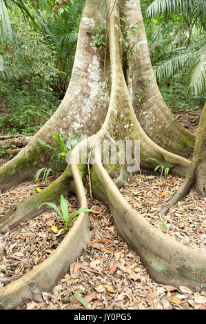 Butress Tree e le grandi radici, Panama, America Centrale, Gamboa Riserva, Parque Nacional Soberania, nella radura della foresta pluviale Foto Stock