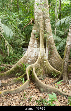 Butress Tree e le grandi radici, Panama, America Centrale, Gamboa Riserva, Parque Nacional Soberania, nella radura della foresta pluviale Foto Stock