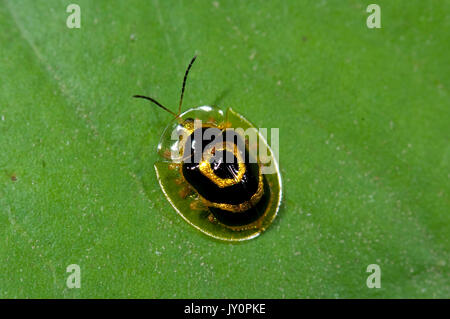 Golden o Target Bettle tartaruga, Ischnocodia annulus, Panama, America Centrale, Gamboa Riserva, Parque Nacional Soberania Foto Stock