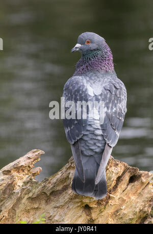 Feral pigeon su un ceppo di albero Foto Stock