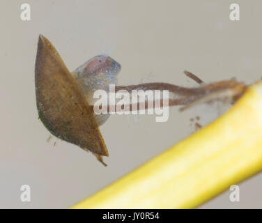 Il lago di limpet underwater sul gambo verde Foto Stock