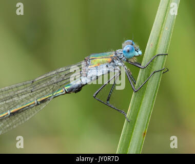 Close up di un maschio di scarse damselfly smeraldo mostra blue eye testa e torace Foto Stock