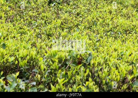 Un tea garden in Indiana, Darjeeling district, vicino alla frontiera con il Regno del Nepal Foto Stock