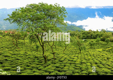 Un tea garden in Indiana, Darjeeling district, vicino alla frontiera con il Regno del Nepal Foto Stock