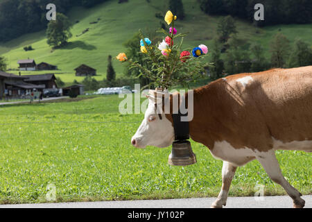 Mucca camminando sulla strada indossando i fiori e la campana Foto Stock