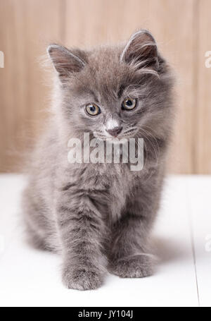 Kurilian Bobtail cat ritratto. Gattino seduto su tavole di legno Foto Stock