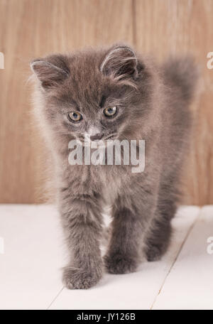 Grigio carino gattino passeggiate su tavole di legno. Foto Stock