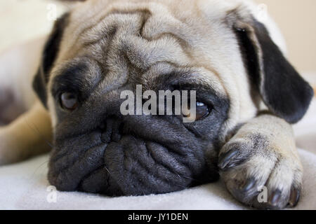 Triste cucciolo pug guardando con occhi grandi Foto Stock