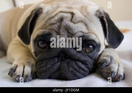 Triste cucciolo pug guardando con occhi grandi Foto Stock