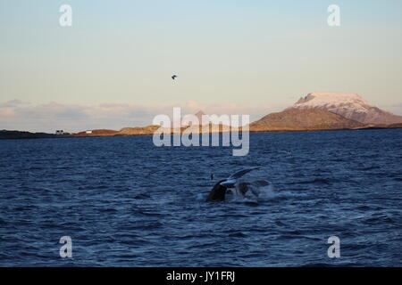 Due code di balena in un fiordo in Norvegia con seagull flying overhead Foto Stock