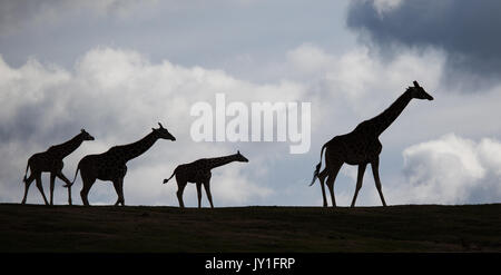 Silhouette di African Giraffe camminando sul crinale Top con Le nuvole dietro Foto Stock