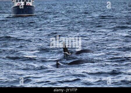 Una piccola barca per fare whale watching da orche in Norvegia Foto Stock