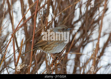 Dunnock / hedge accentor / hedge sparrow / hedge trillo (Prunella modularis) arroccato nella boccola nella neve in inverno Foto Stock