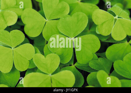 Wood sorrel (oxalis acetosa) foglie, close up Foto Stock