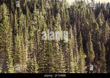 Il bellissimo scenario di montagna. Il verde degli abeti sullo sfondo delle alte montagne di Altai. Wild taiga siberiana Foto Stock