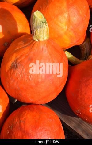 La zucca con colori differenti, la Cucurbita, microonde-zucche, il rosso e il verde hokkaido squash, halloween pumkins, Foto Stock
