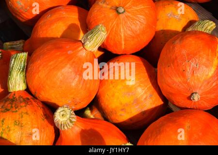 La zucca con colori differenti, la Cucurbita, microonde-zucche, il rosso e il verde hokkaido squash, halloween pumkins, Foto Stock