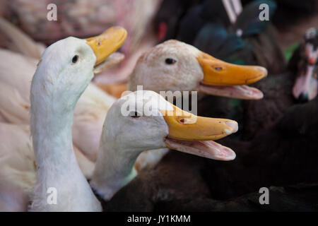 Le oche per la vendita nel mercato locale, per essere portati a casa per la cena Foto Stock