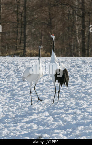 Faccia a faccia, rosso-incoronato gru, tsurui ito gru tancho santuario, Hokkaido, Giappone Foto Stock