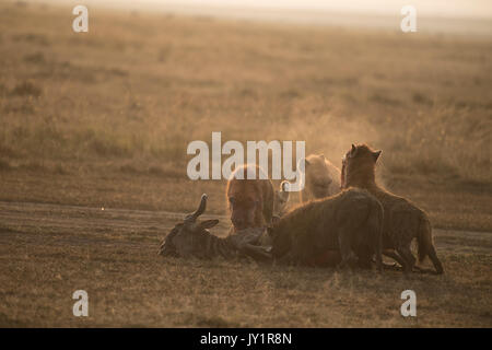 Spotted hyaena (Connochaetes taurinus) e dorso bianco gli avvoltoi su un recentemente ucciso gnu carcassa in Masai Mara Game Reserve in Kenya Foto Stock